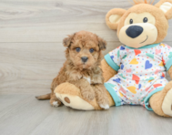 8 week old Havapoo Puppy For Sale - Lone Star Pups