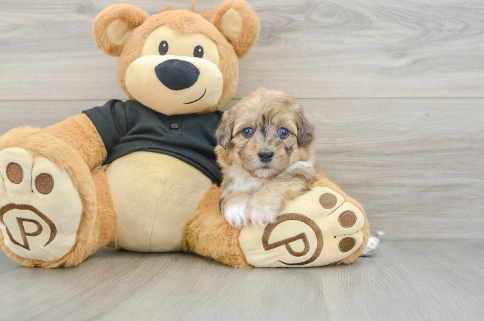 5 week old Havapoo Puppy For Sale - Lone Star Pups