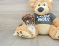 7 week old Havapoo Puppy For Sale - Lone Star Pups