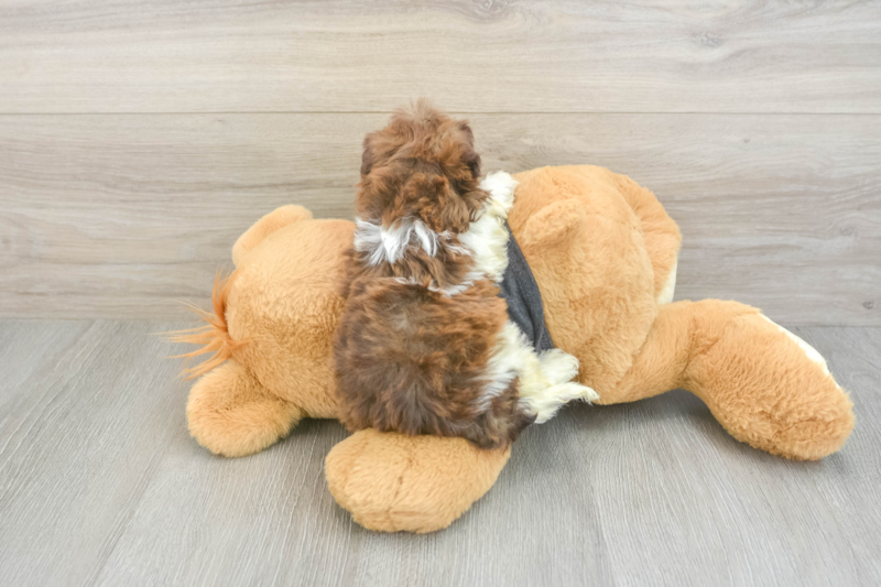 Meet Bobby - our Havapoo Puppy Photo 2/3 - Lone Star Pups