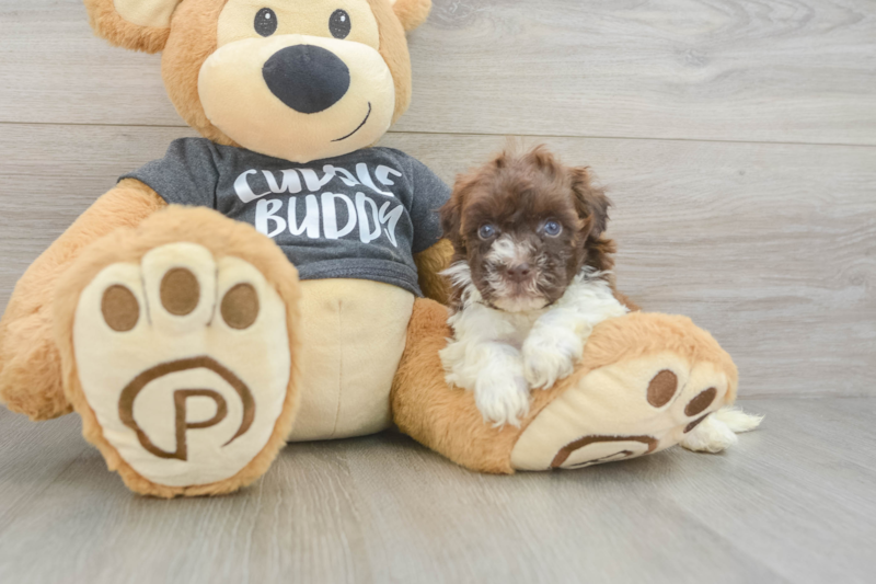 Meet Bobby - our Havapoo Puppy Photo 3/3 - Lone Star Pups