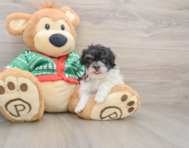 6 week old Havapoo Puppy For Sale - Lone Star Pups