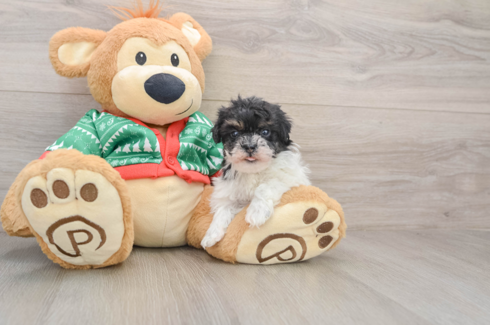 5 week old Havapoo Puppy For Sale - Lone Star Pups