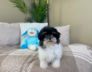 9 week old Havapoo Puppy For Sale - Lone Star Pups