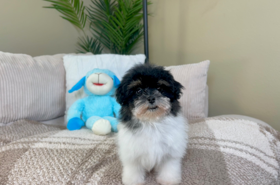 Cute Havadoodle Poodle Mix Puppy