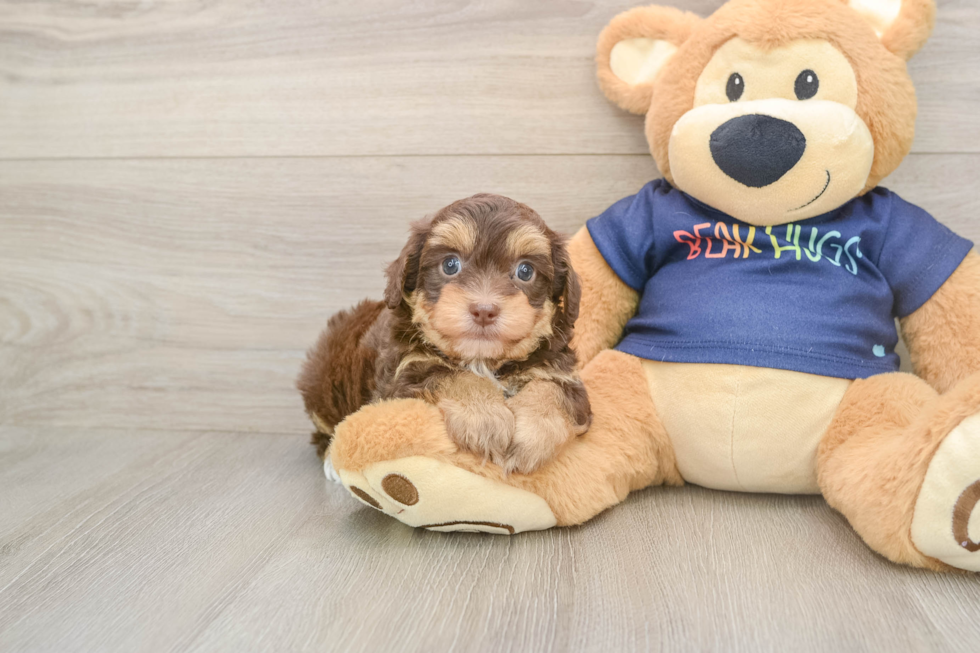 Havapoo Pup Being Cute