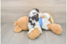 Petite Havapoo Poodle Mix Pup