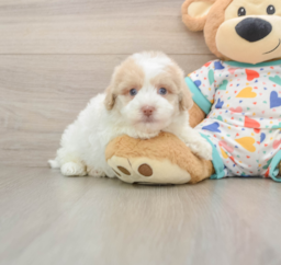 5 week old Havapoo Puppy For Sale - Lone Star Pups