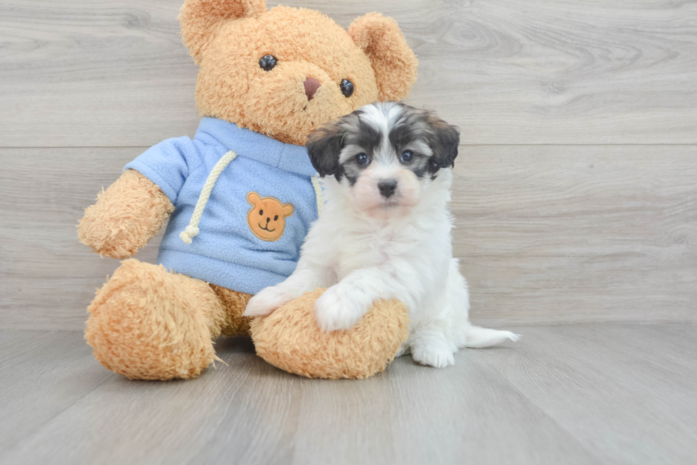 Fluffy Havapoo Poodle Mix Pup