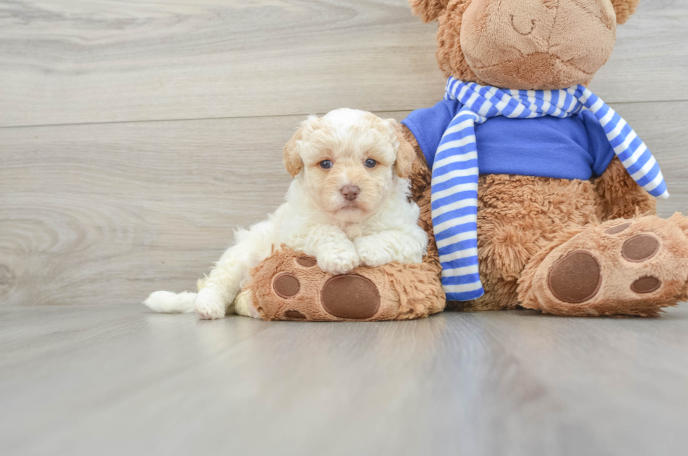 6 week old Havapoo Puppy For Sale - Lone Star Pups