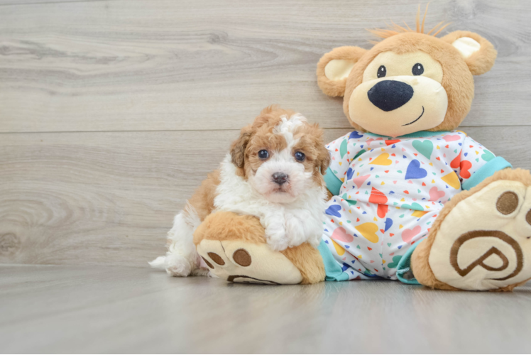 Cute Havapoo Baby