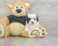 6 week old Havapoo Puppy For Sale - Lone Star Pups