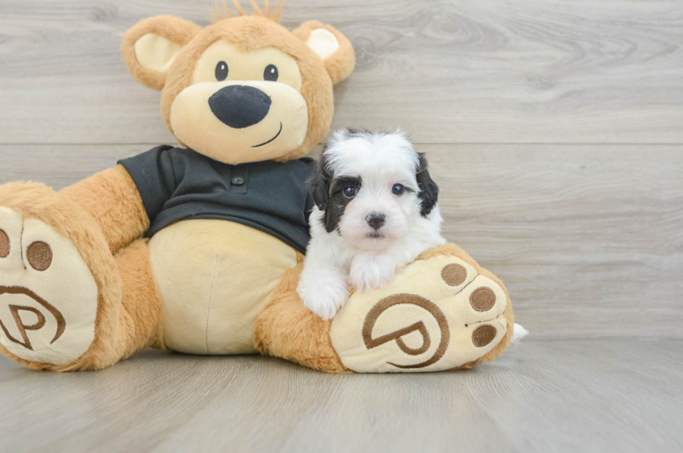 5 week old Havapoo Puppy For Sale - Lone Star Pups