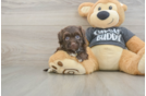 Funny Havapoo Poodle Mix Pup