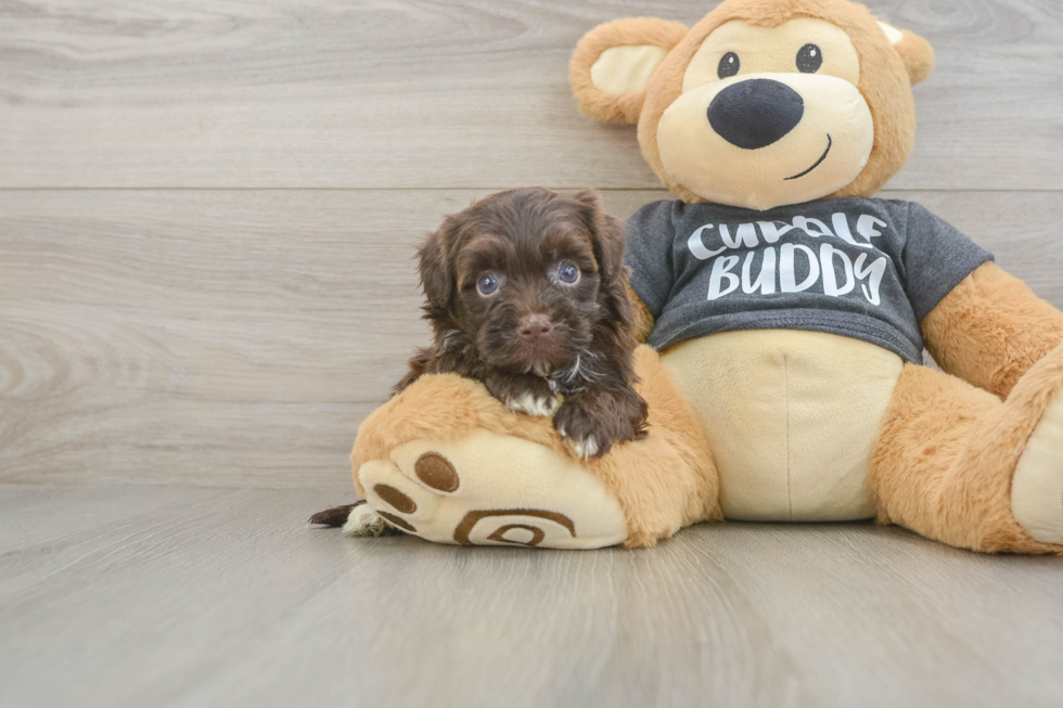 Funny Havapoo Poodle Mix Pup