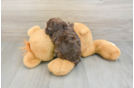Popular Havapoo Poodle Mix Pup