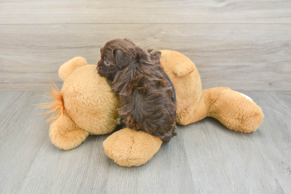 Popular Havapoo Poodle Mix Pup