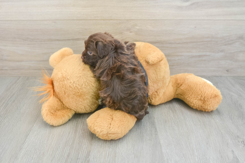 Meet Bonnie - our Havapoo Puppy Photo 2/3 - Lone Star Pups