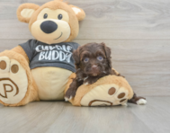 8 week old Havapoo Puppy For Sale - Lone Star Pups