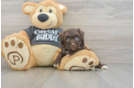 Hypoallergenic Havadoodle Poodle Mix Puppy