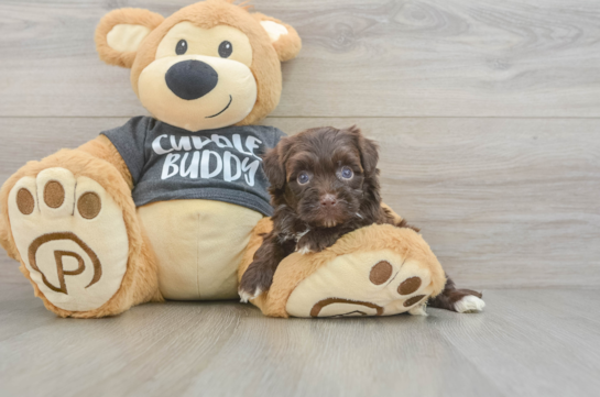 Hypoallergenic Havadoodle Poodle Mix Puppy
