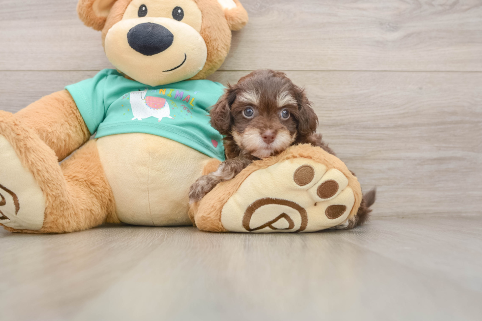 Small Havapoo Baby