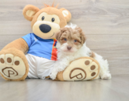 7 week old Havapoo Puppy For Sale - Lone Star Pups