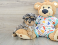 8 week old Havapoo Puppy For Sale - Lone Star Pups