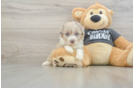 Fluffy Havapoo Poodle Mix Pup