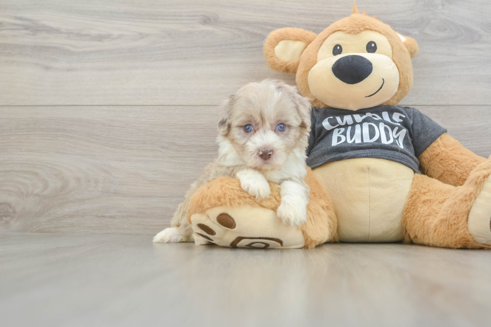 Fluffy Havapoo Poodle Mix Pup