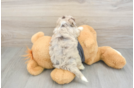 Fluffy Havapoo Poodle Mix Pup