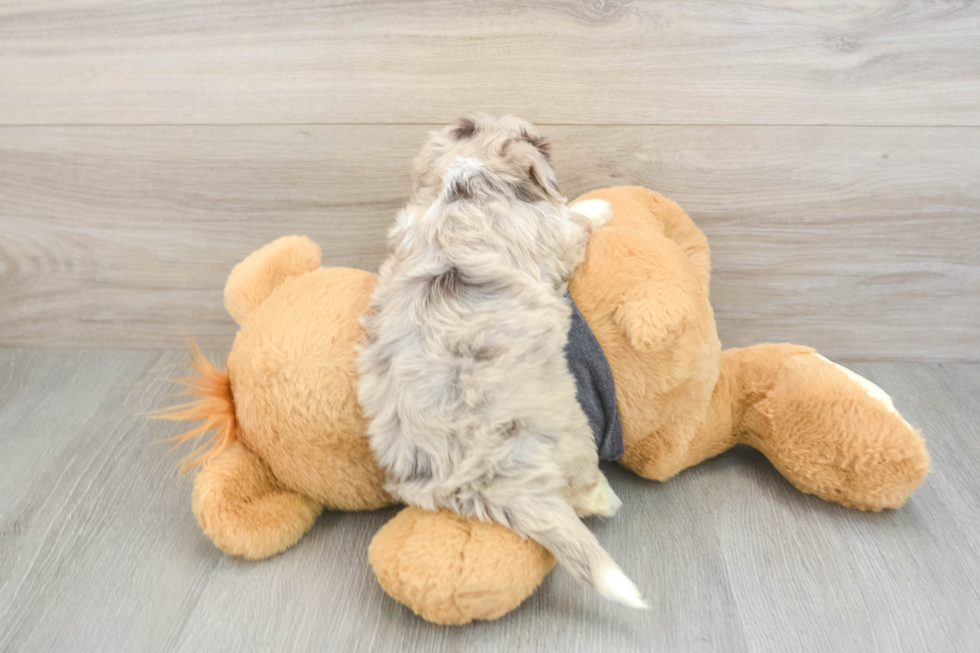 Fluffy Havapoo Poodle Mix Pup
