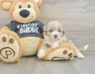 7 week old Havapoo Puppy For Sale - Lone Star Pups