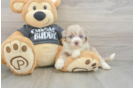 Havapoo Puppy for Adoption