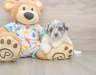 7 week old Havapoo Puppy For Sale - Lone Star Pups
