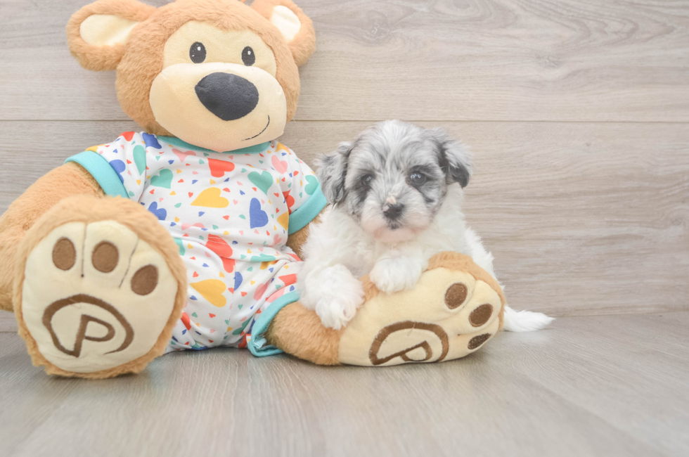 5 week old Havapoo Puppy For Sale - Lone Star Pups