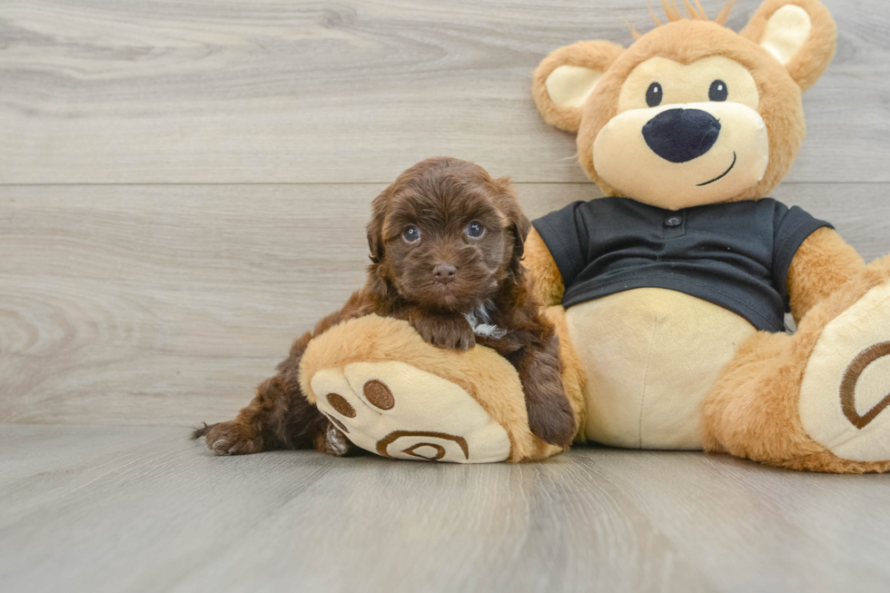 Little Havadoodle Poodle Mix Puppy