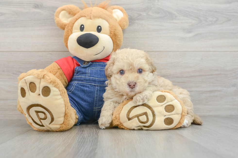 5 week old Havapoo Puppy For Sale - Lone Star Pups