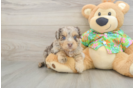 Popular Havapoo Poodle Mix Pup