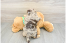 Funny Havapoo Poodle Mix Pup