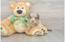 Havapoo Puppy for Adoption