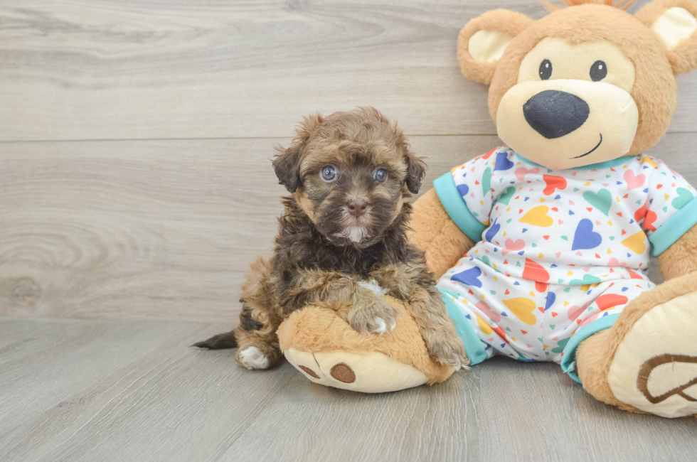 5 week old Havapoo Puppy For Sale - Lone Star Pups