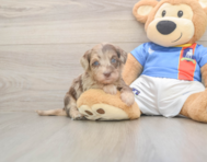 6 week old Havapoo Puppy For Sale - Lone Star Pups