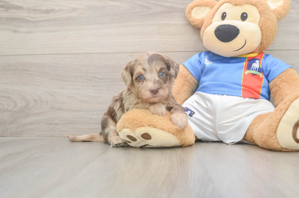 5 week old Havapoo Puppy For Sale - Lone Star Pups