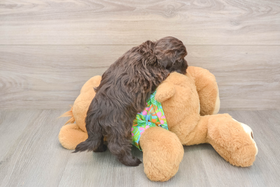 Havapoo Pup Being Cute