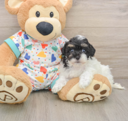 7 week old Havapoo Puppy For Sale - Lone Star Pups