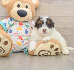 6 week old Havapoo Puppy For Sale - Lone Star Pups