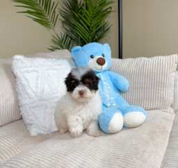 9 week old Havapoo Puppy For Sale - Lone Star Pups
