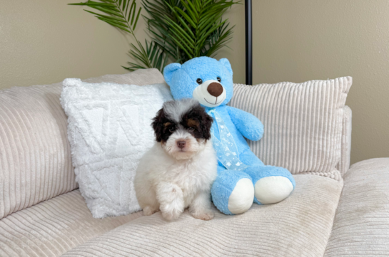 Cute Havapoo Poodle Mix Pup