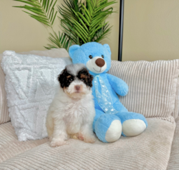 10 week old Havapoo Puppy For Sale - Lone Star Pups